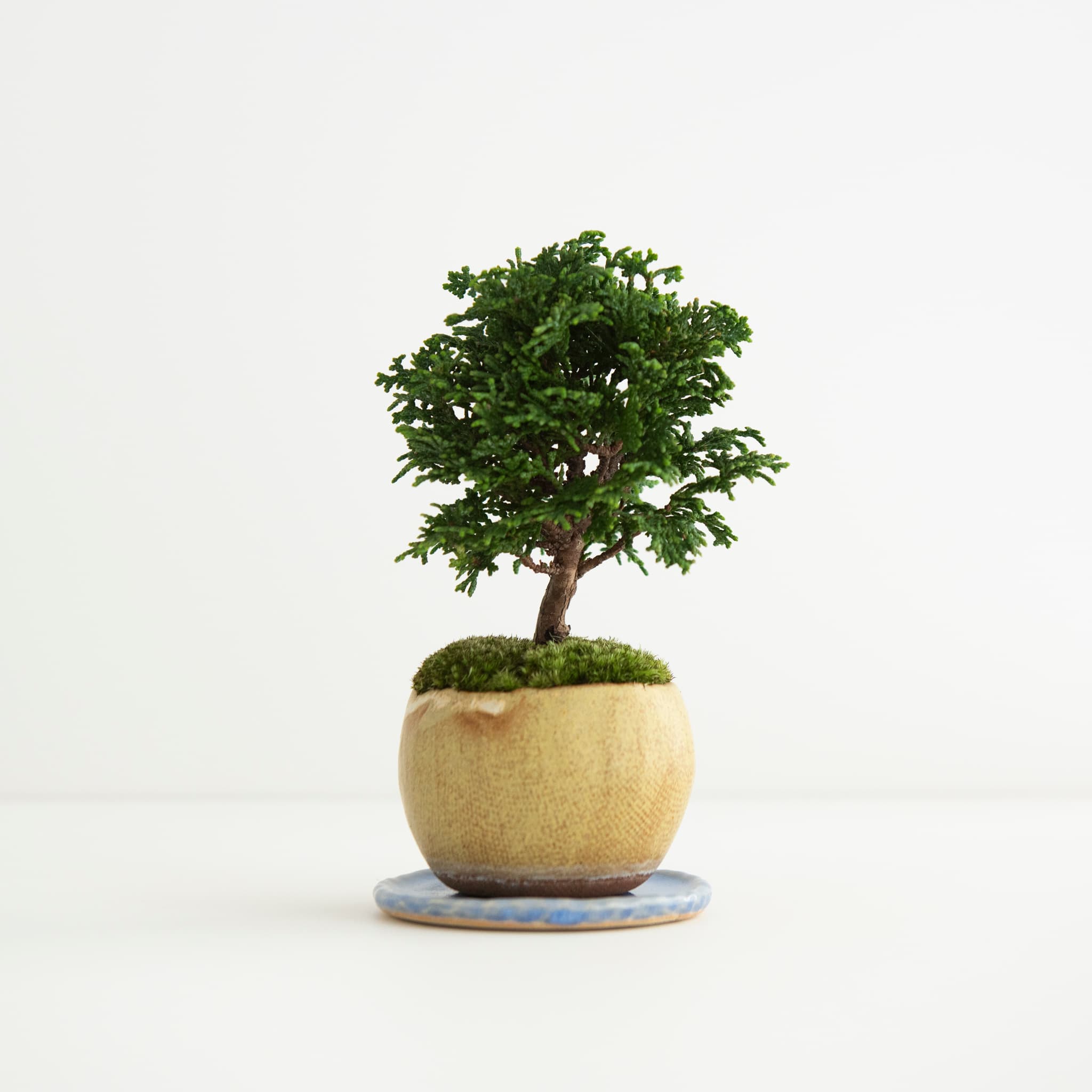 津山檜|no.002