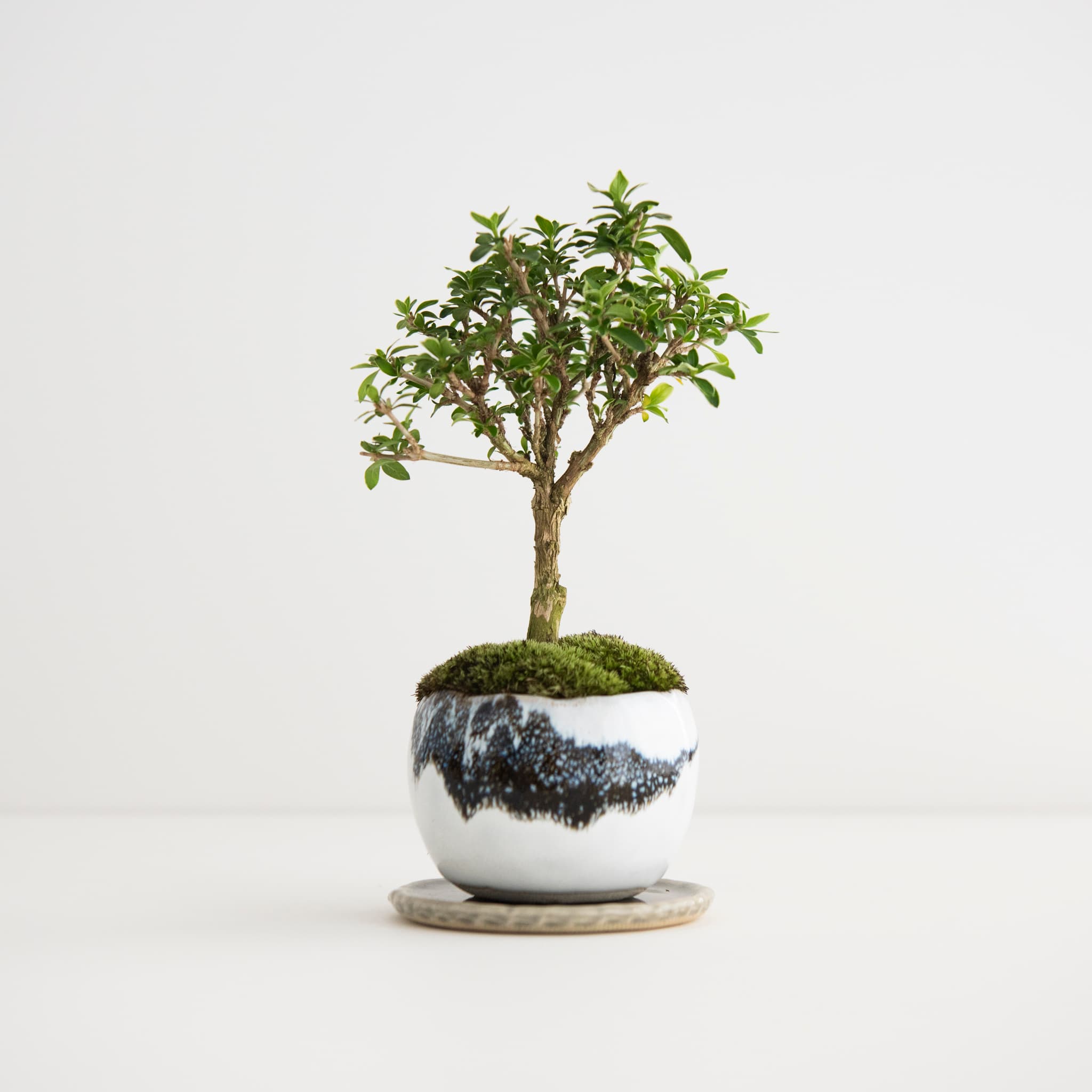 白鳥花|no.002