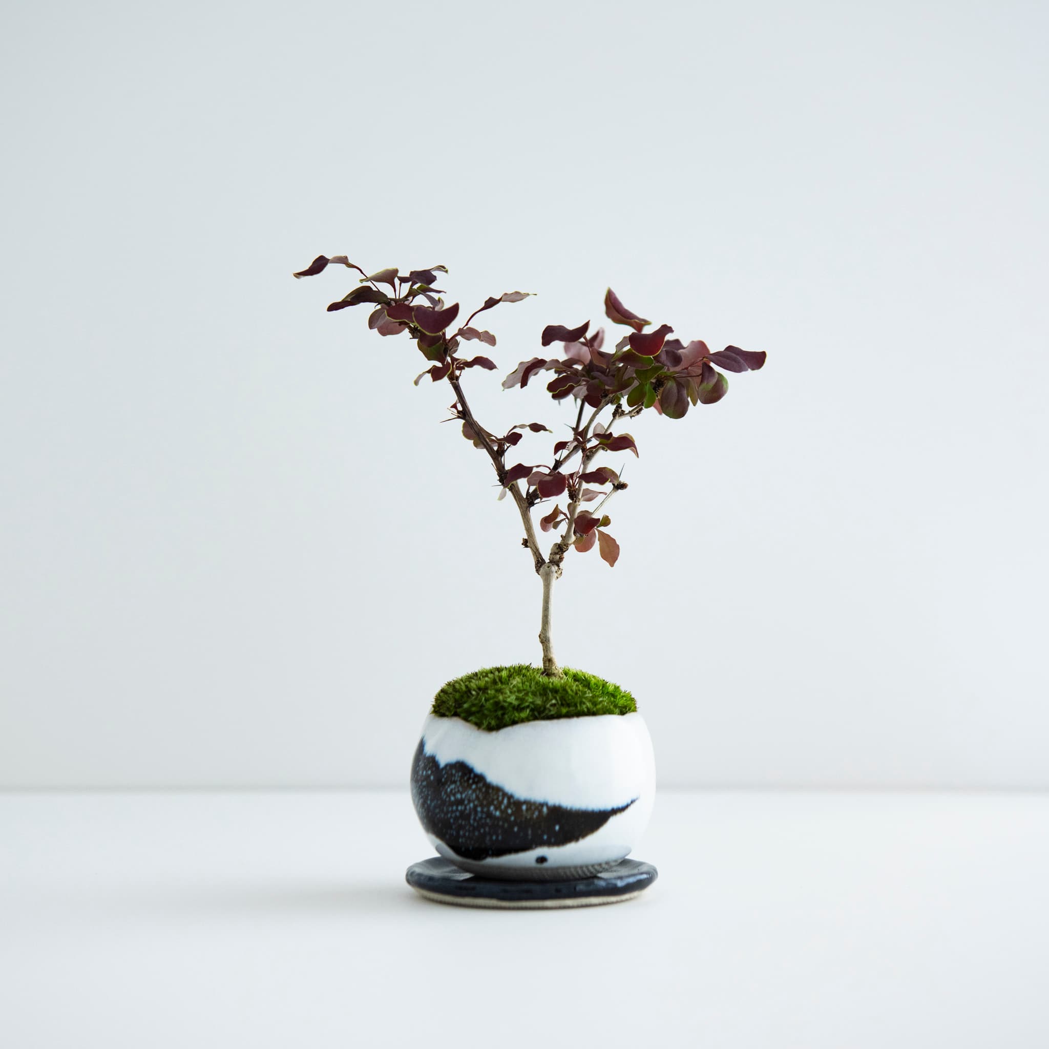 赤目木|no.002