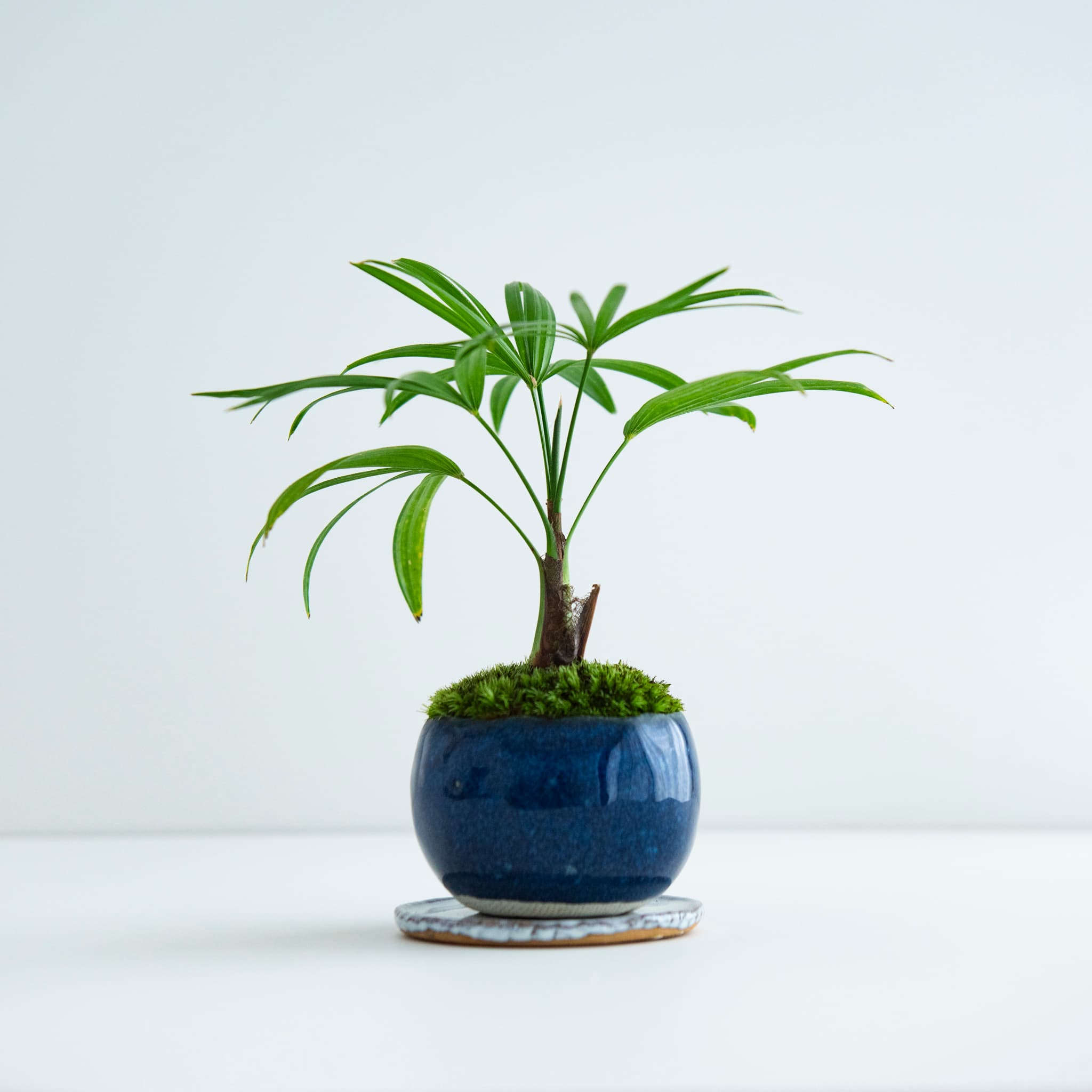 棕竹|no.002