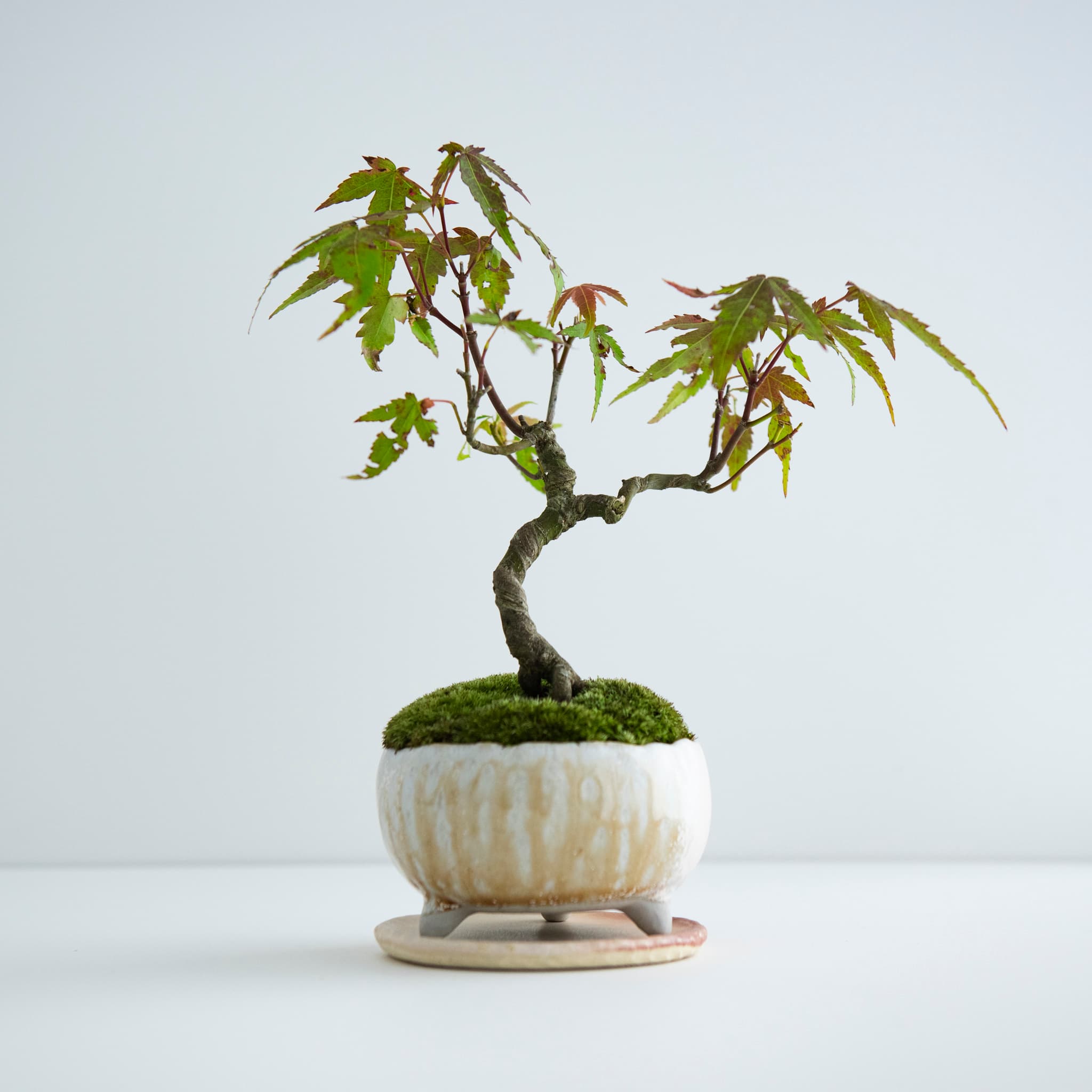 青楓|Limited