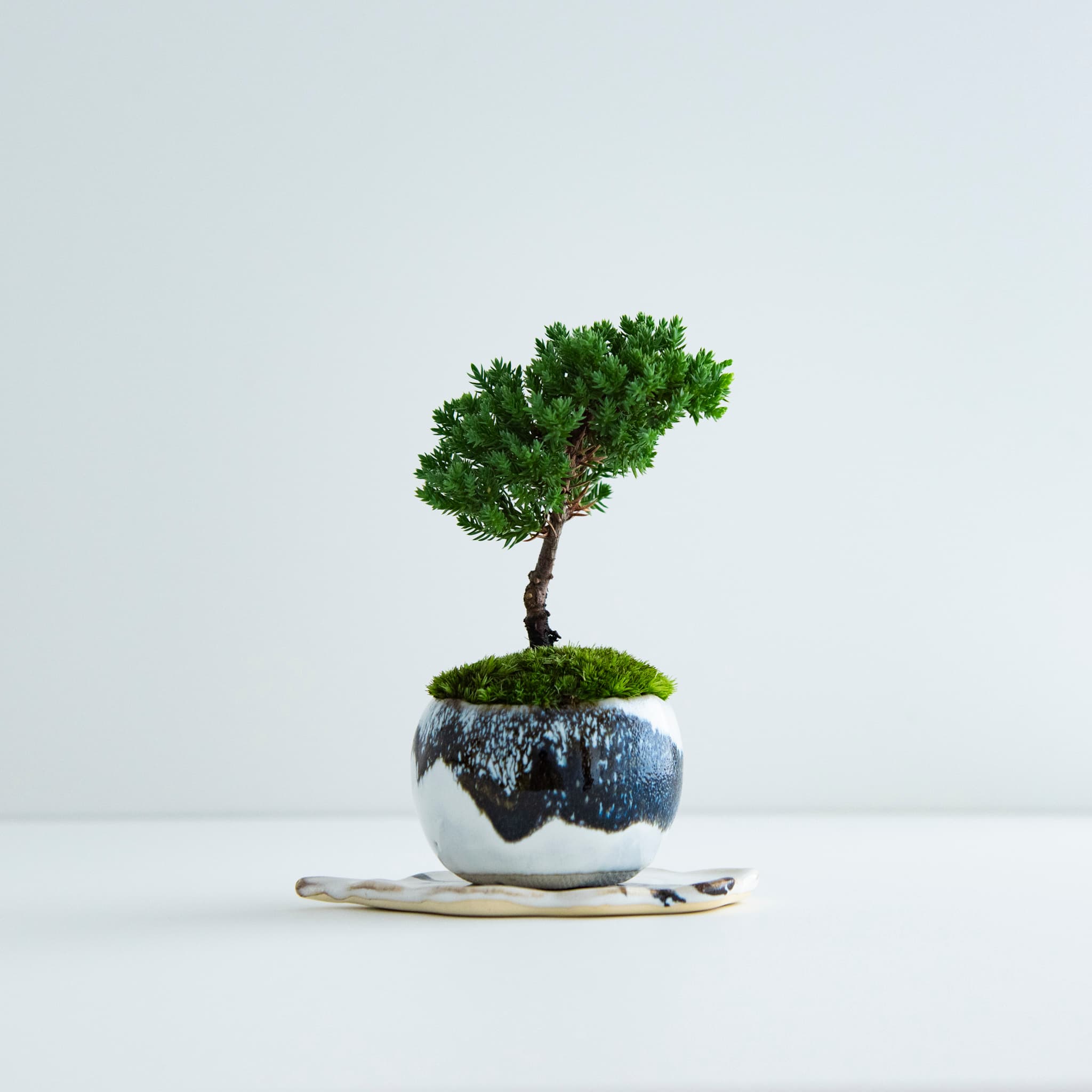 珍珠柏|no.001