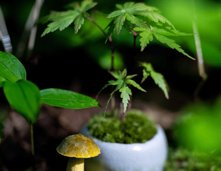 原生植物